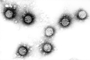 Giza papilomavirusak
